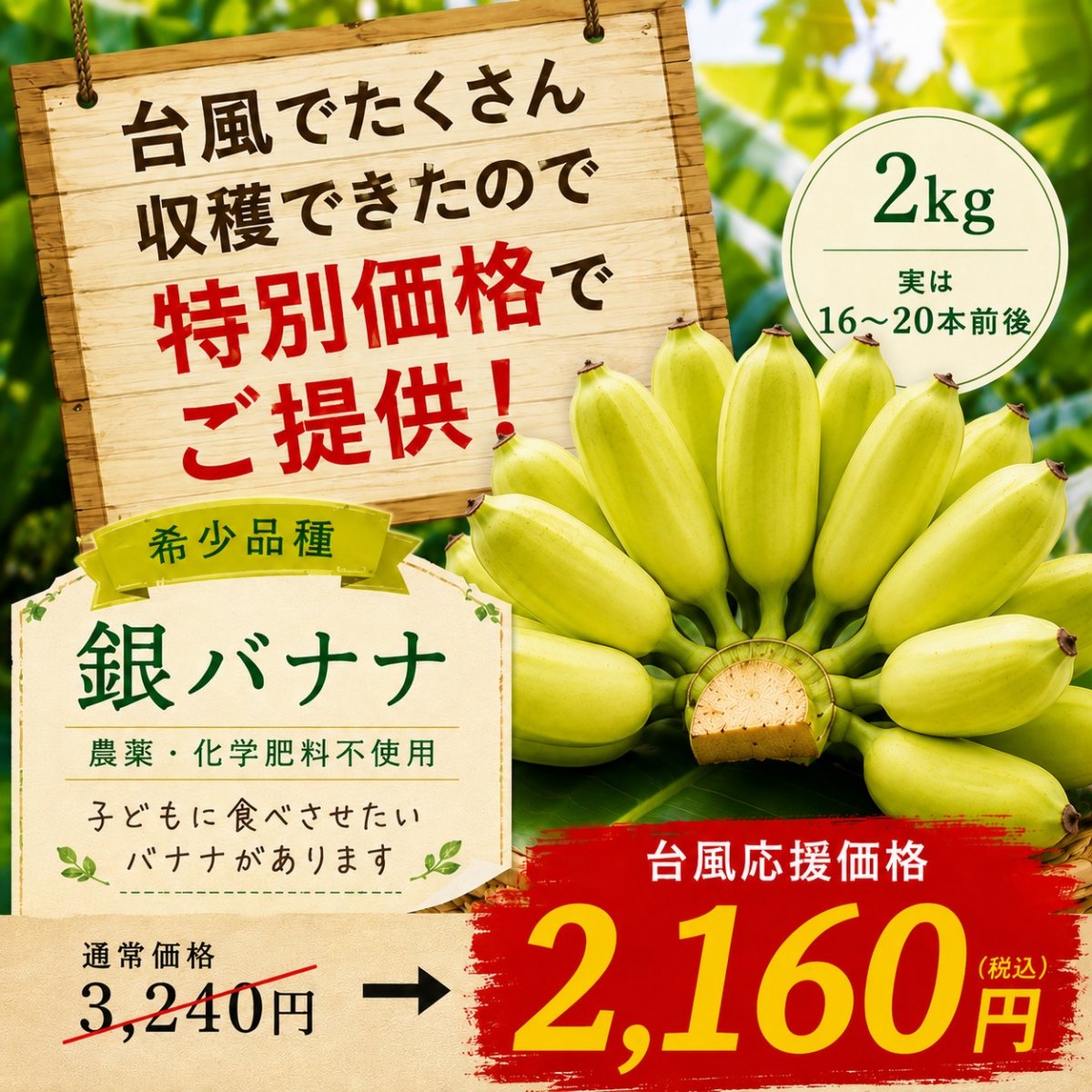 【台風前緊急収穫🍌農家応援お願いします】台風から守り抜いた 沖縄県産 銀バナナ 2㎏（実が16〜20本前後）* 無農薬 * 無化学肥料