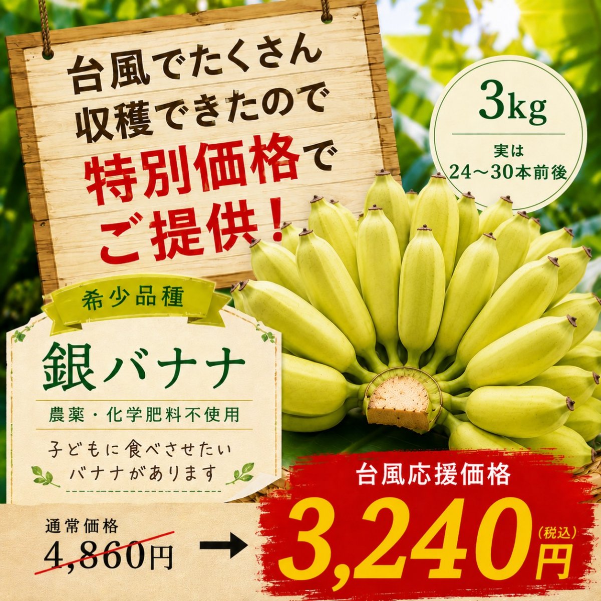 【台風前緊急収穫🍌農家応援お願いします】台風から守り抜いた 沖縄県産 銀バナナ 3㎏（実が24〜30本前後）* 無農薬 * 無化学肥料