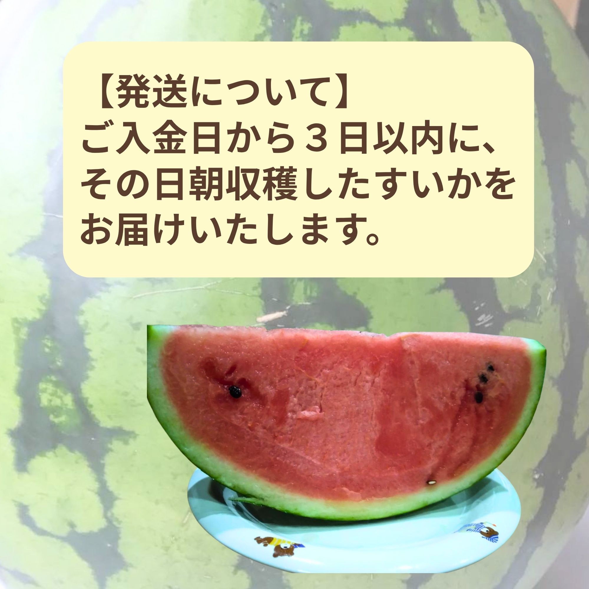 植木 スイカ＜L 6キロ＞ ご注文は5月末まで承ります ｜はらぐちファーム