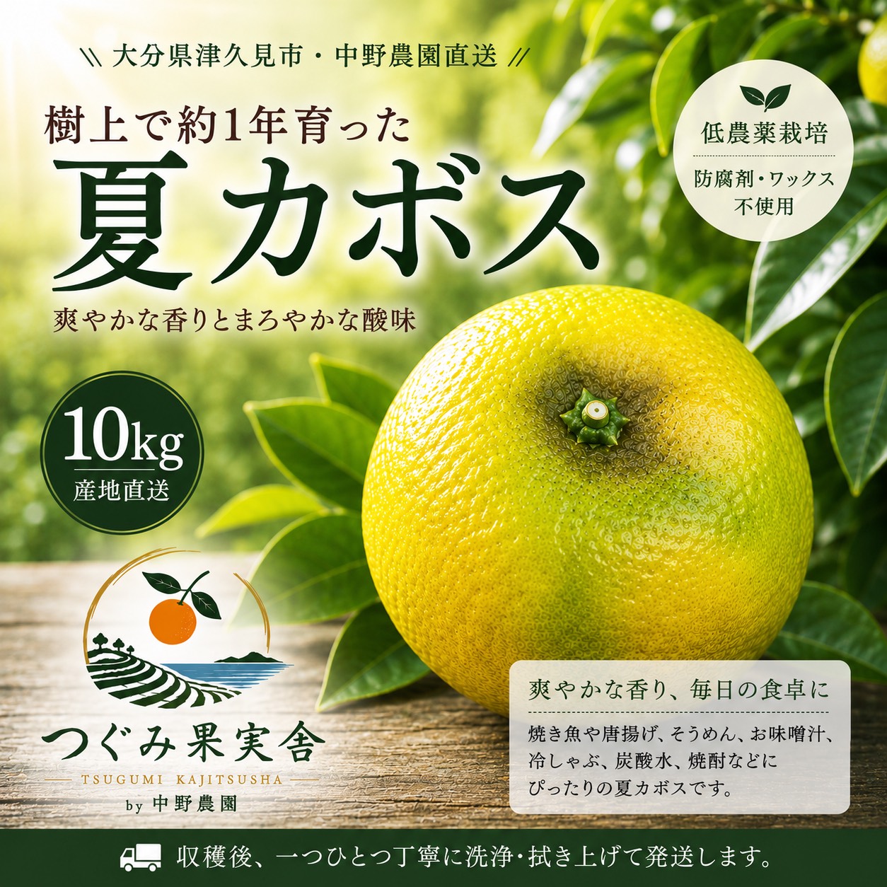 夏カボス 10kg