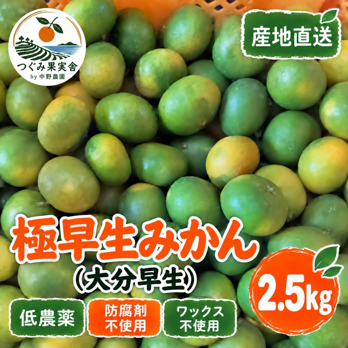 【農家直送】大分県津久見産 極早生みかん（大分早生）2.5kg｜低農薬・防腐剤・ワックス不使用
