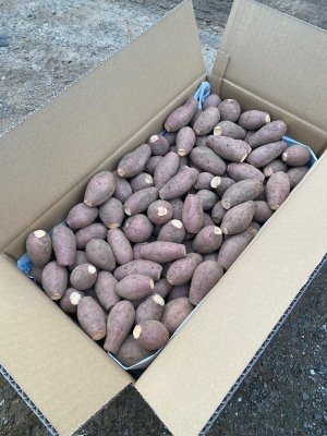 鹿児島県限定】今年初物 減農薬ちび安納芋 5㎏|種子島 榎本農園