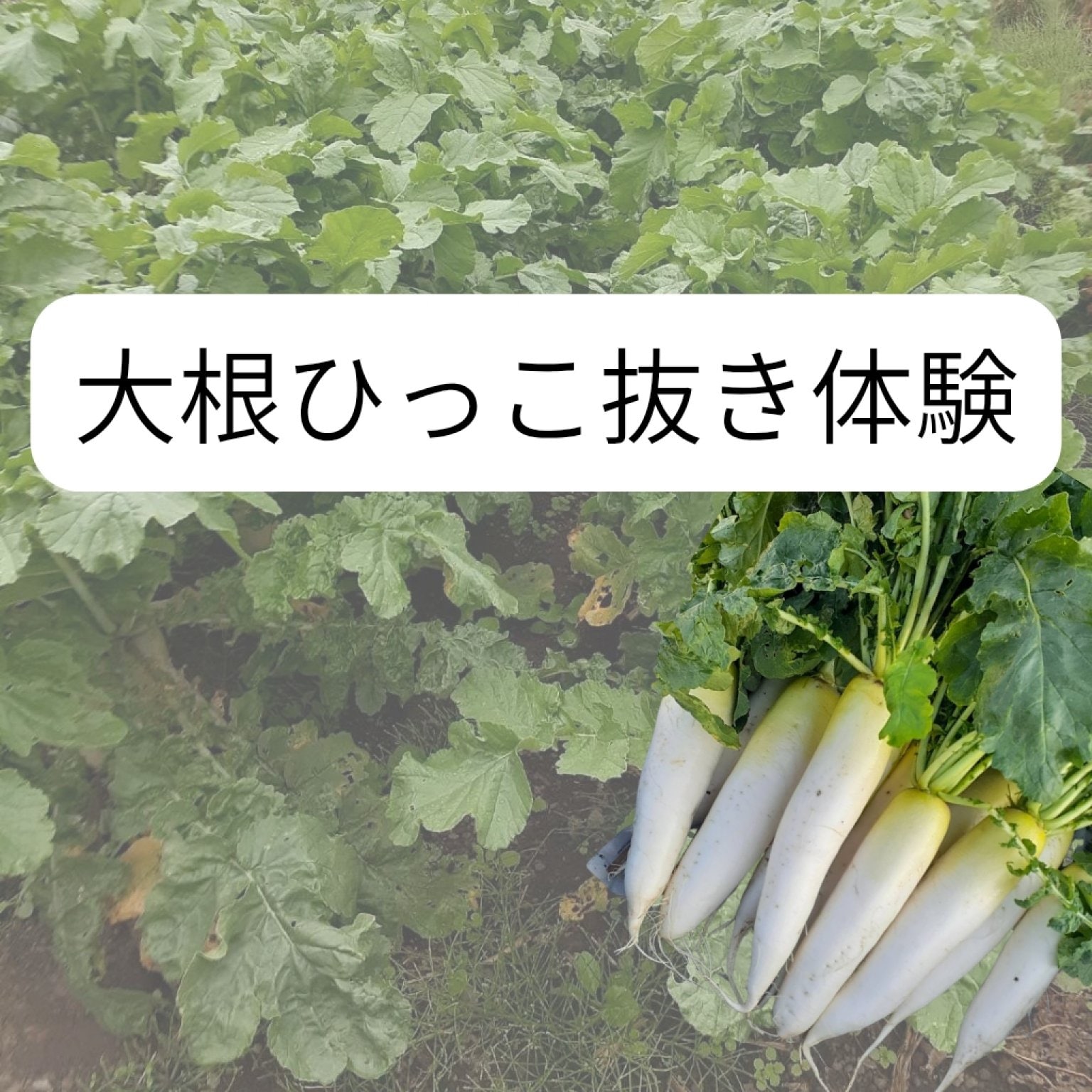 大根ひっこ抜き体験