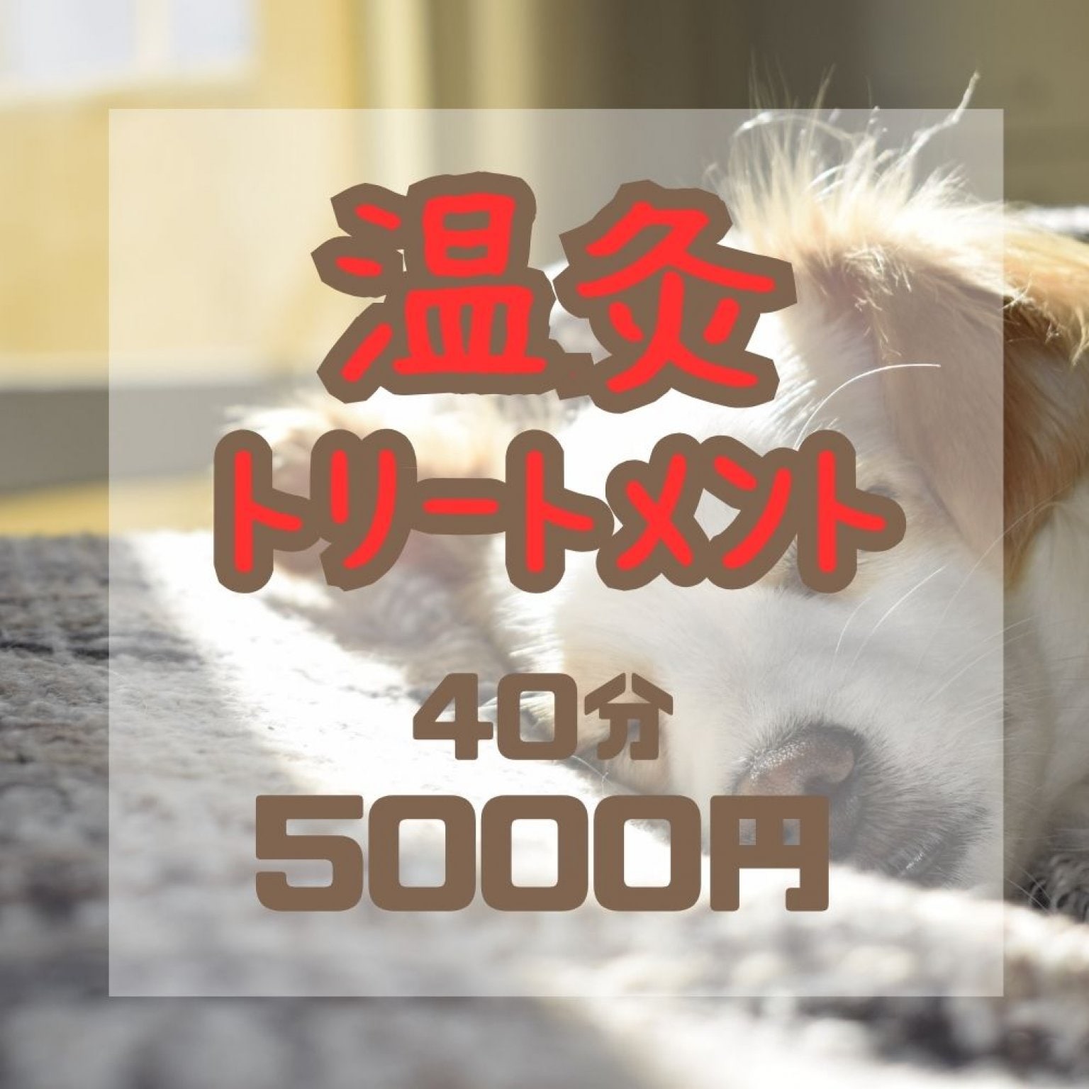 遠赤外線による温灸トリートメント＆マッサージ【愛犬ケア】40分