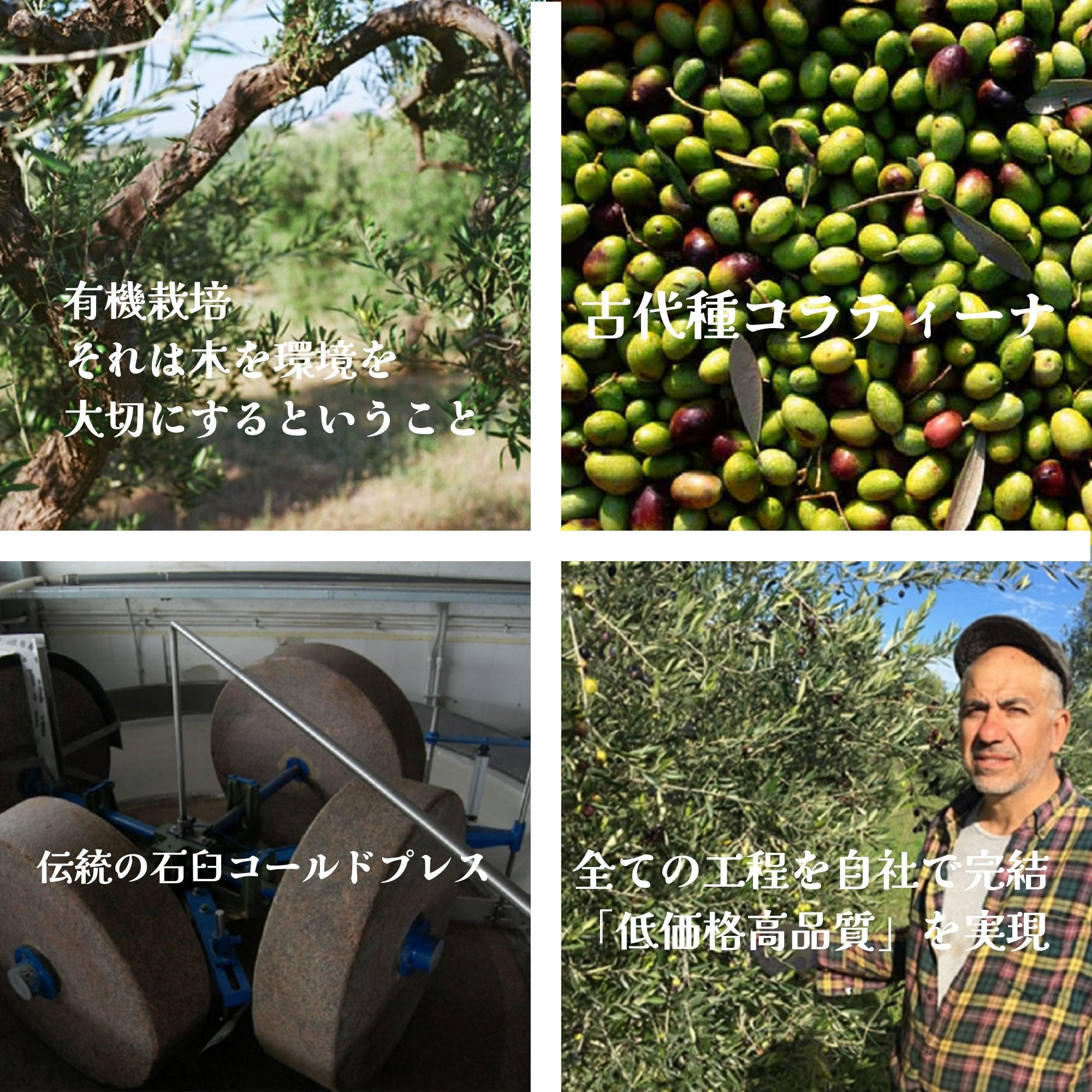 高ポイント】5L オリーブオイル エキストラヴァージン イタリア産