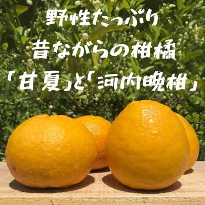 高ポイント】河内晩柑 4kg えん農園 木成り完熟 自然栽培 農薬