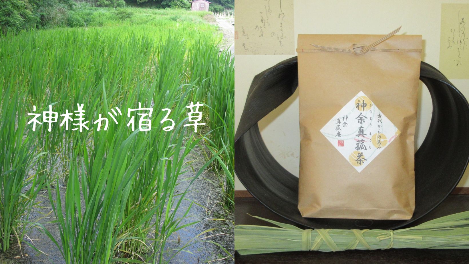 2024年10月6日以降のご注文は2025年1月11日の発送】神余真菰茶 35g入