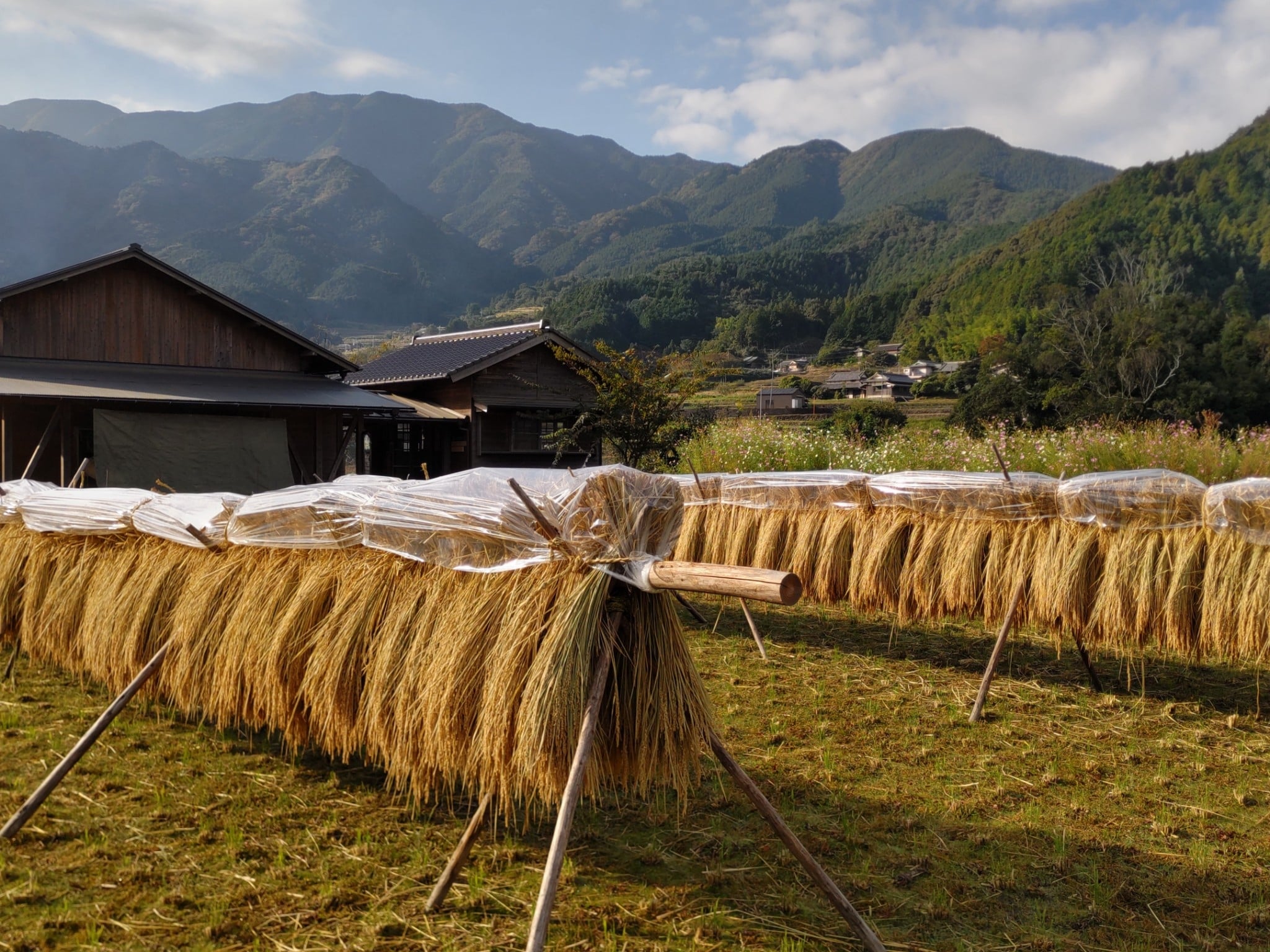 令和7年産 特別栽培米/ひめの凜