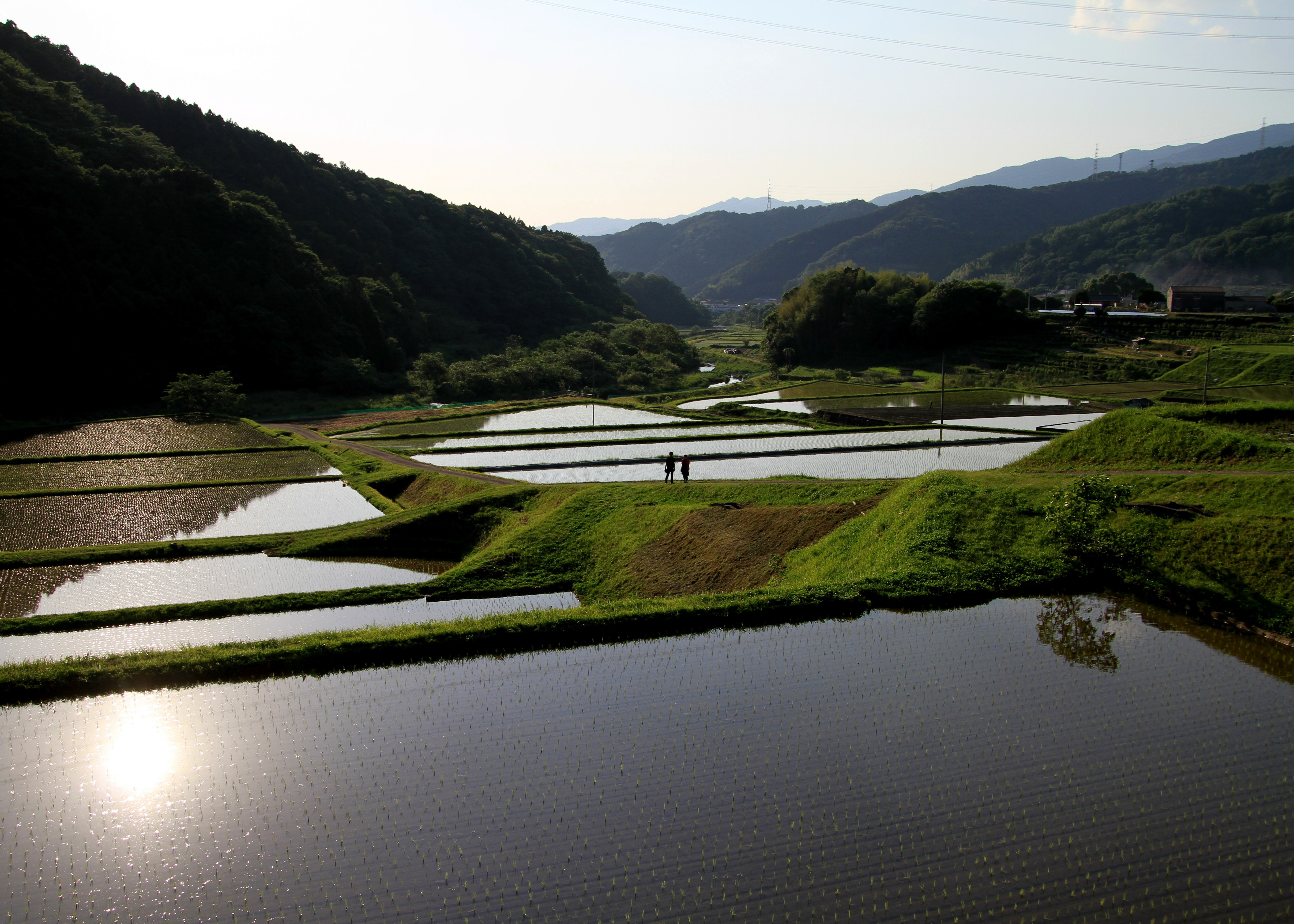 令和7年産 特別栽培米/ひめの凜