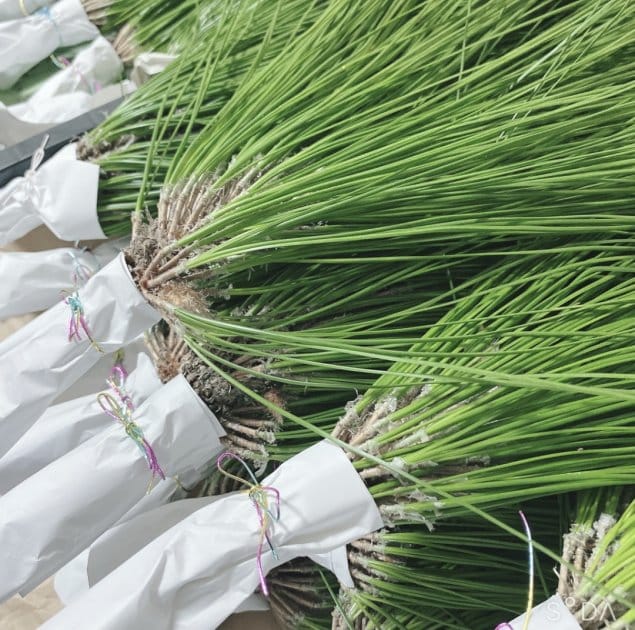 松の通販「つなまま」｜九州の松を全国にお届け｜大王松、黒松、五葉松