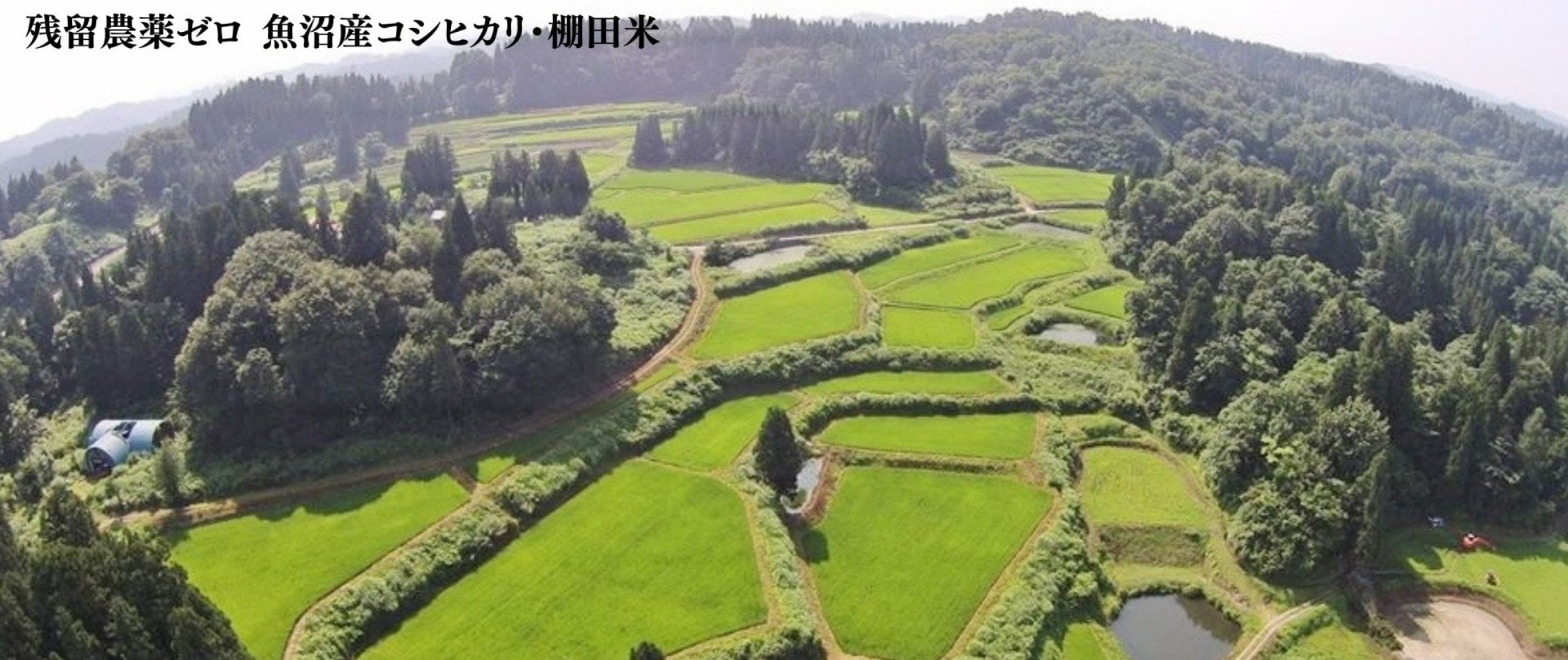 残留農薬ゼロ 