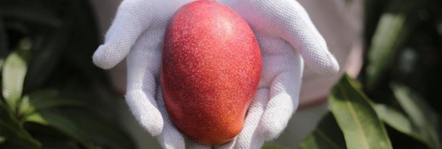 家族・友人・好きな人と楽しく過ごせる作物を