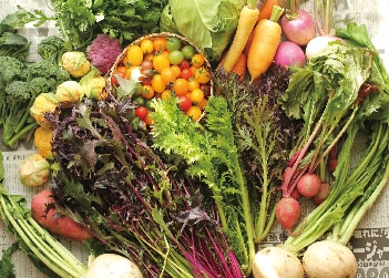 無農薬野菜_さいたま榎本農園