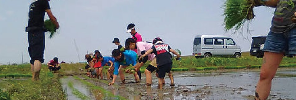 田植え体験_さいたま榎本農園