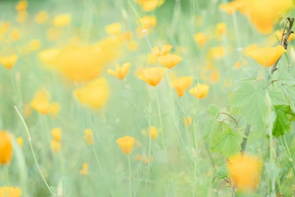 北海道オーガニックハーブ農園