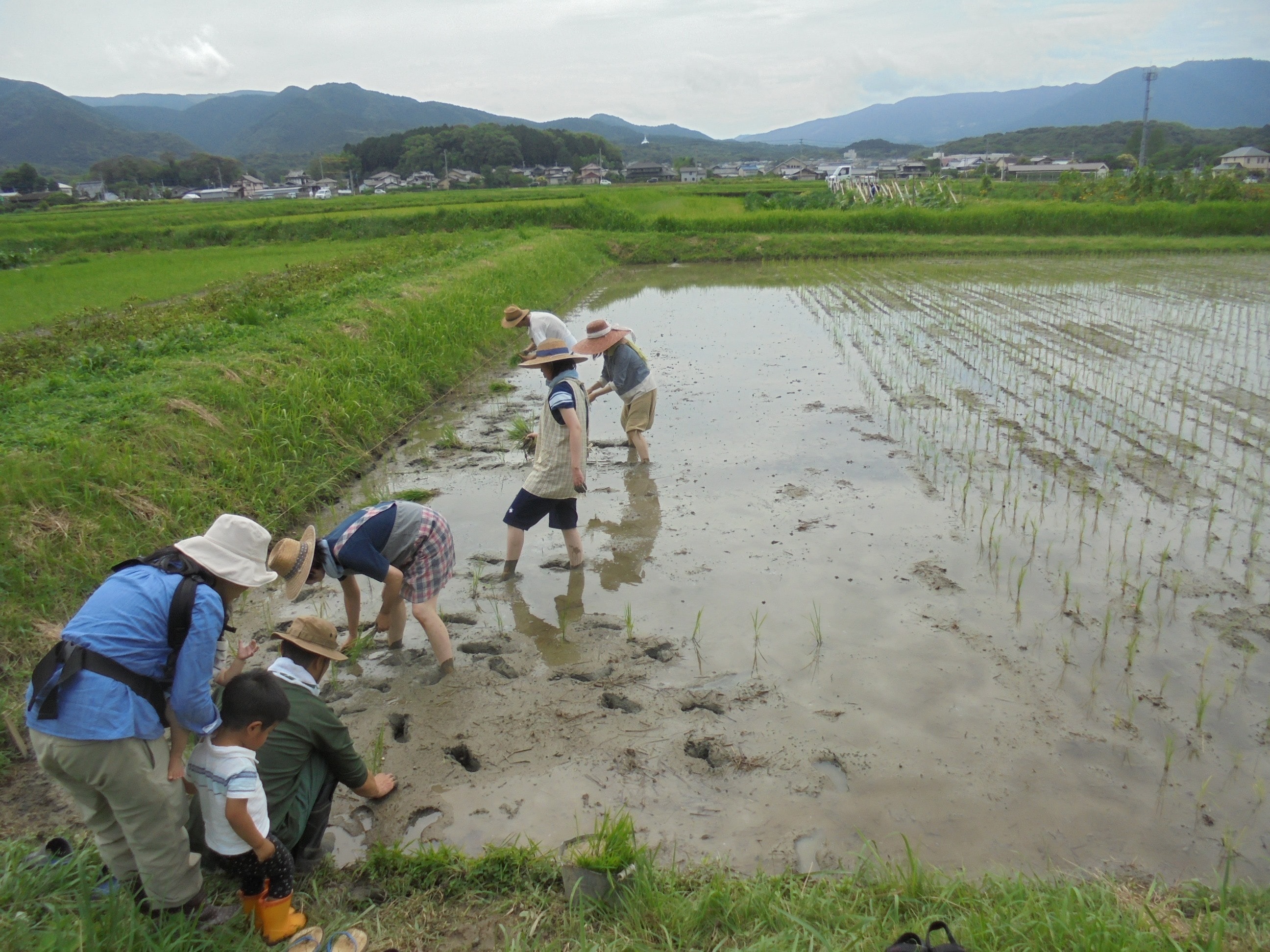 福岡オーガニック_百姓天下米_02