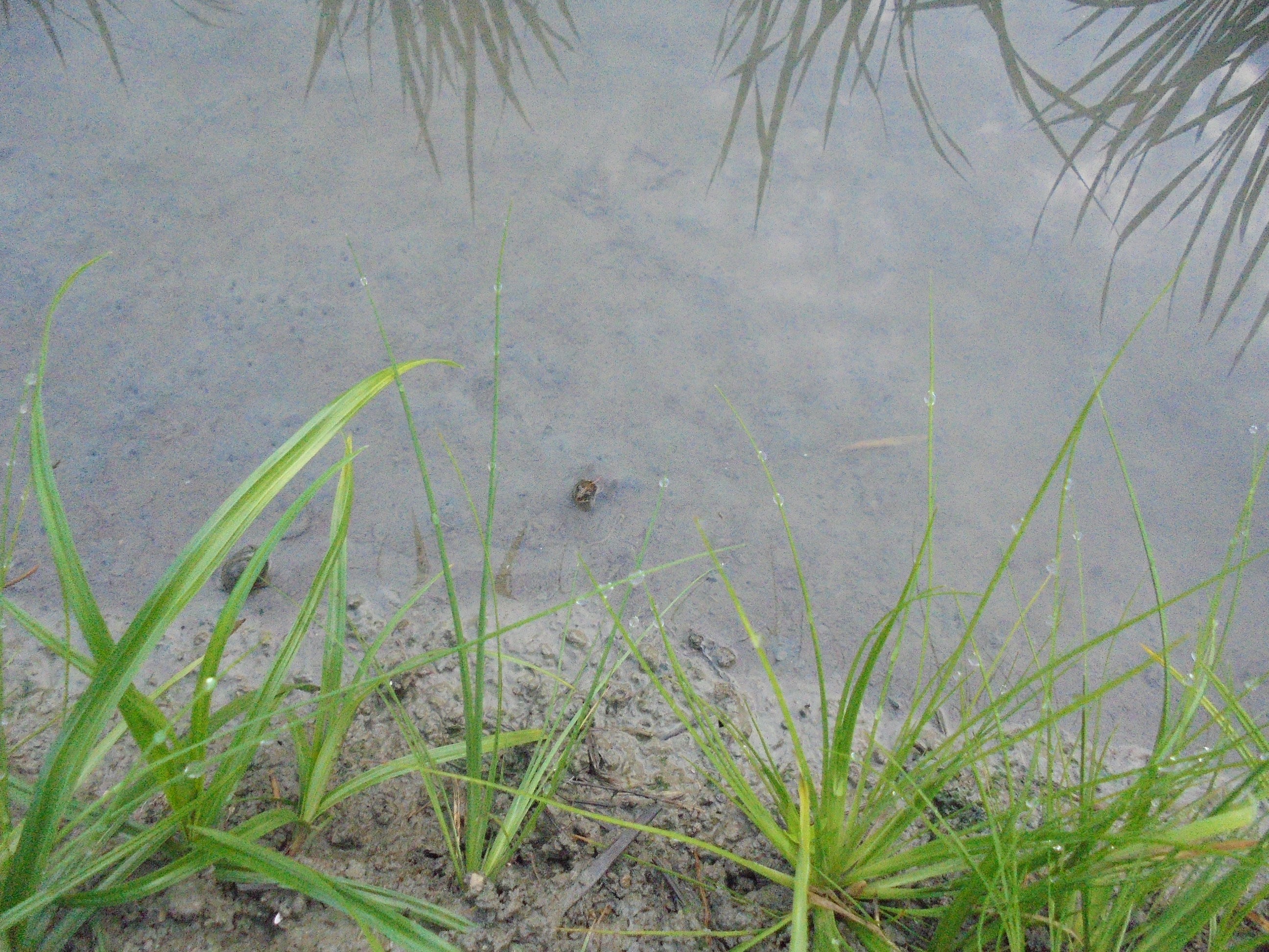 福岡オーガニック_百姓天下米_03