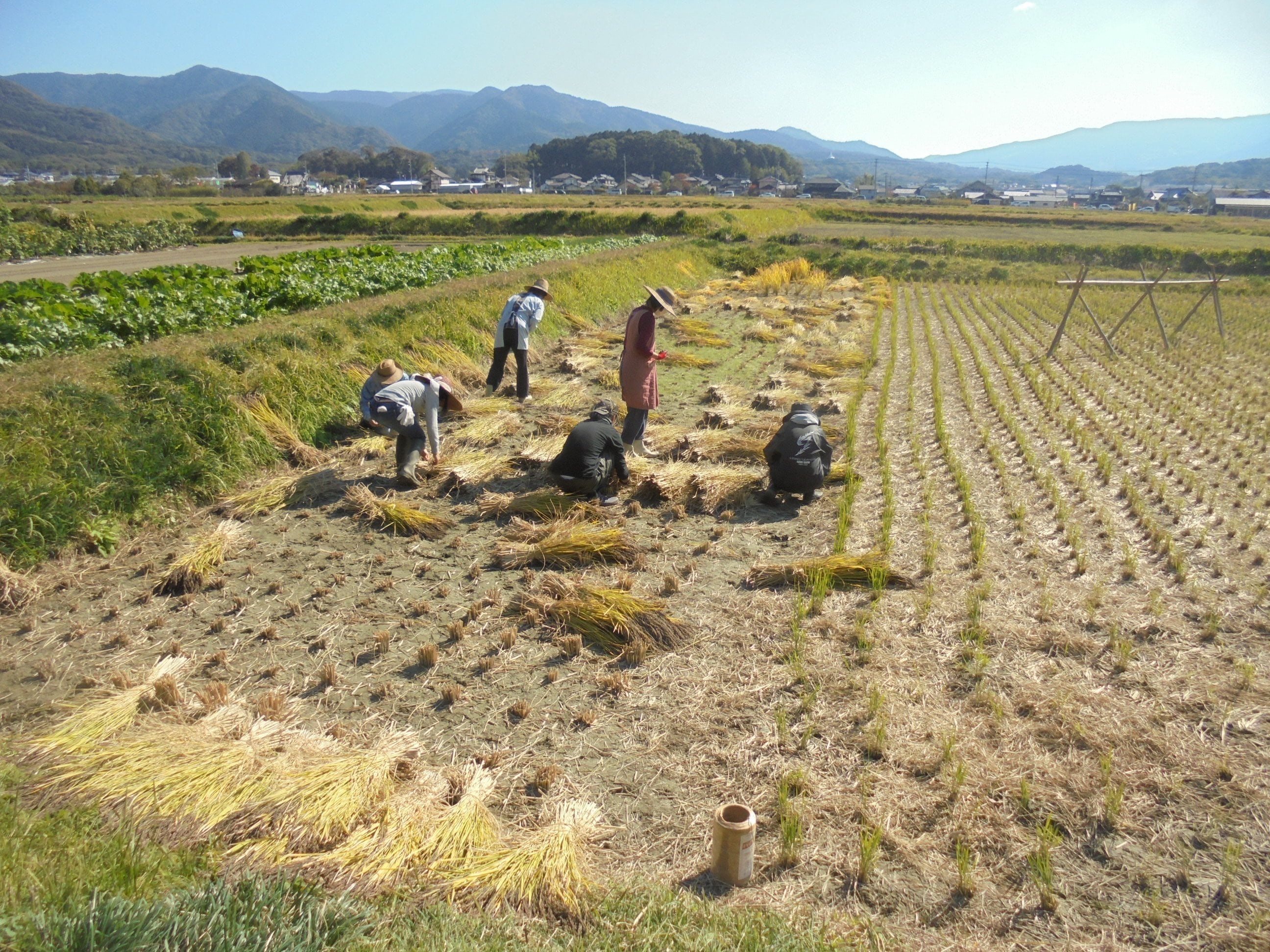 福岡オーガニック_百姓天下米_05
