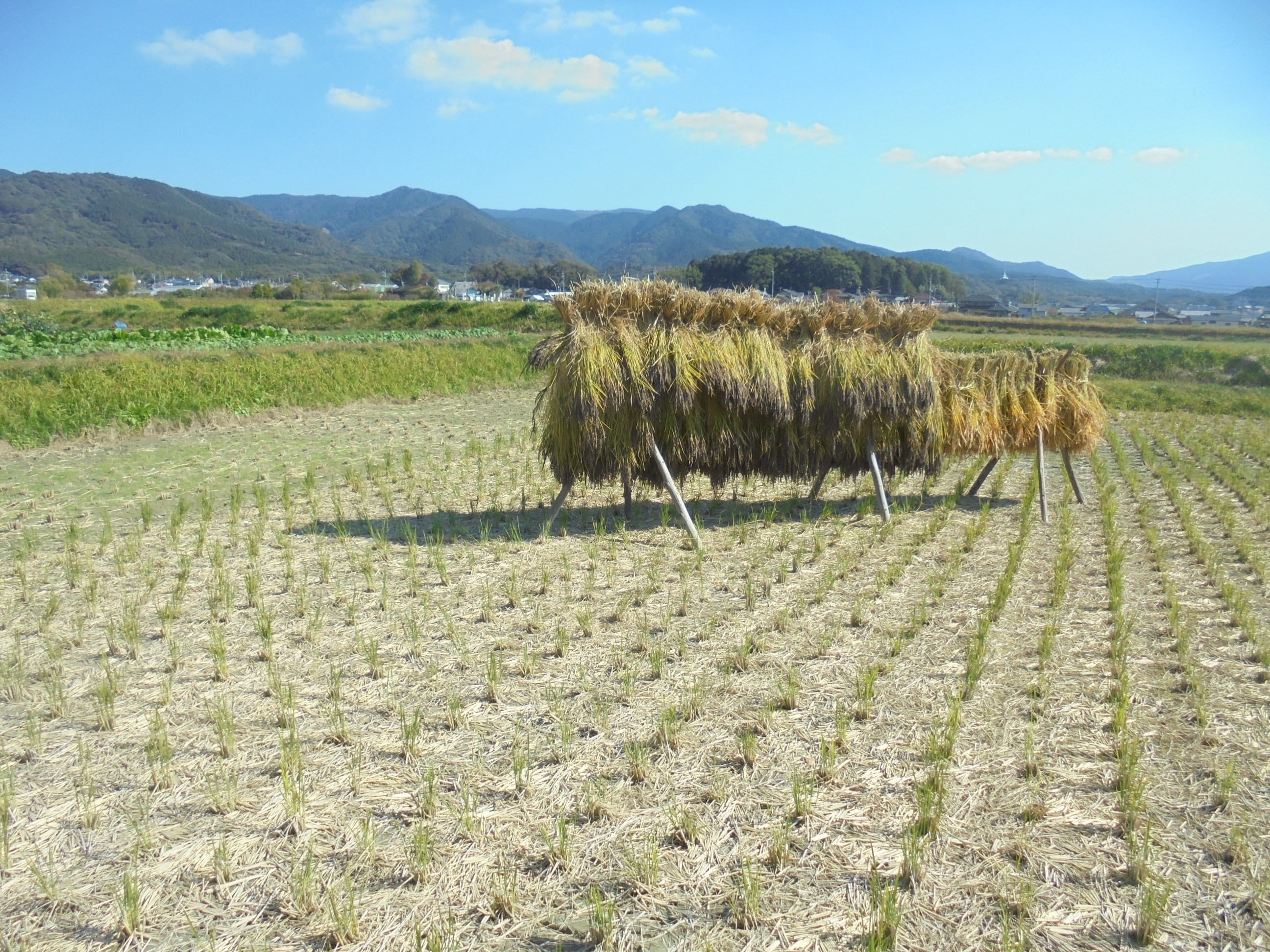 福岡オーガニック_百姓天下米_06