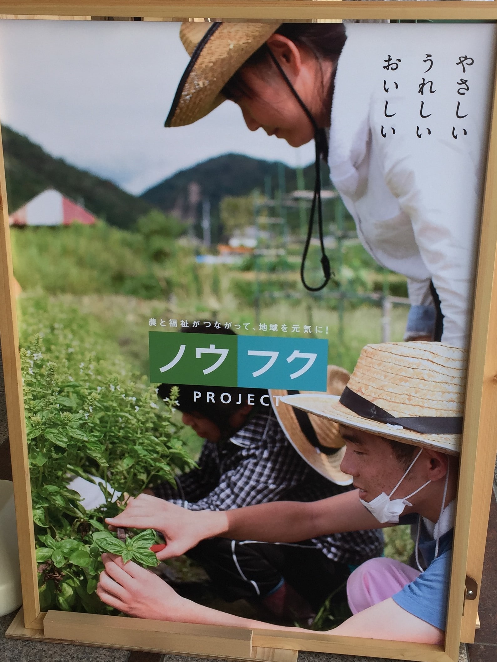 ノウフクりんご　ウィズファーム　りんご