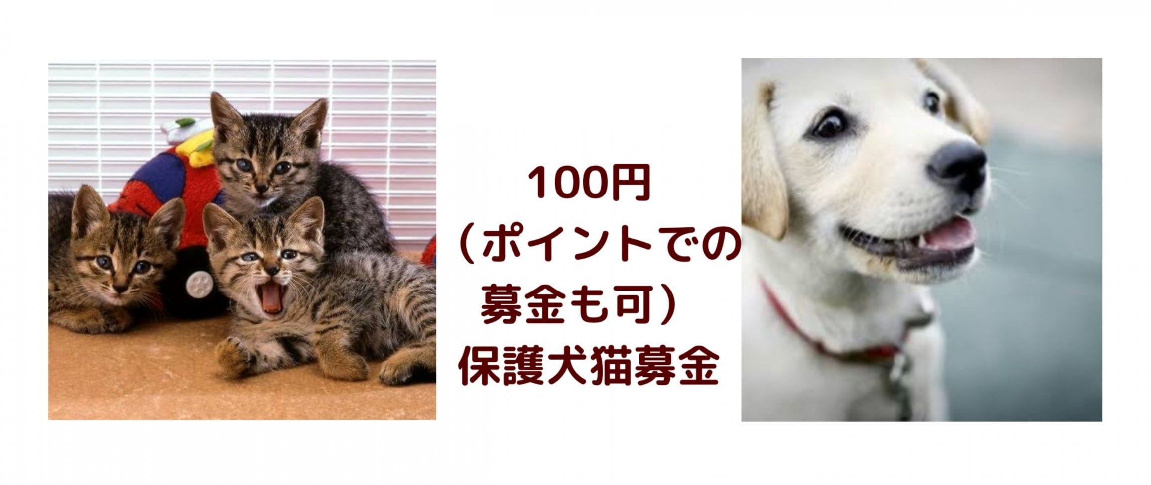 犬猫募金