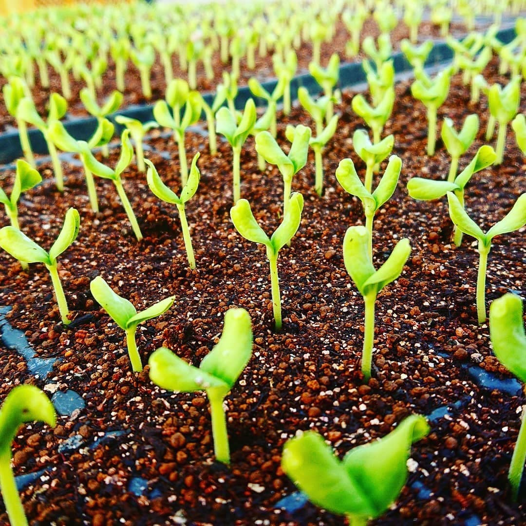 千葉県旭市こだわりづくしのマスクメロン通販　伊藤農園