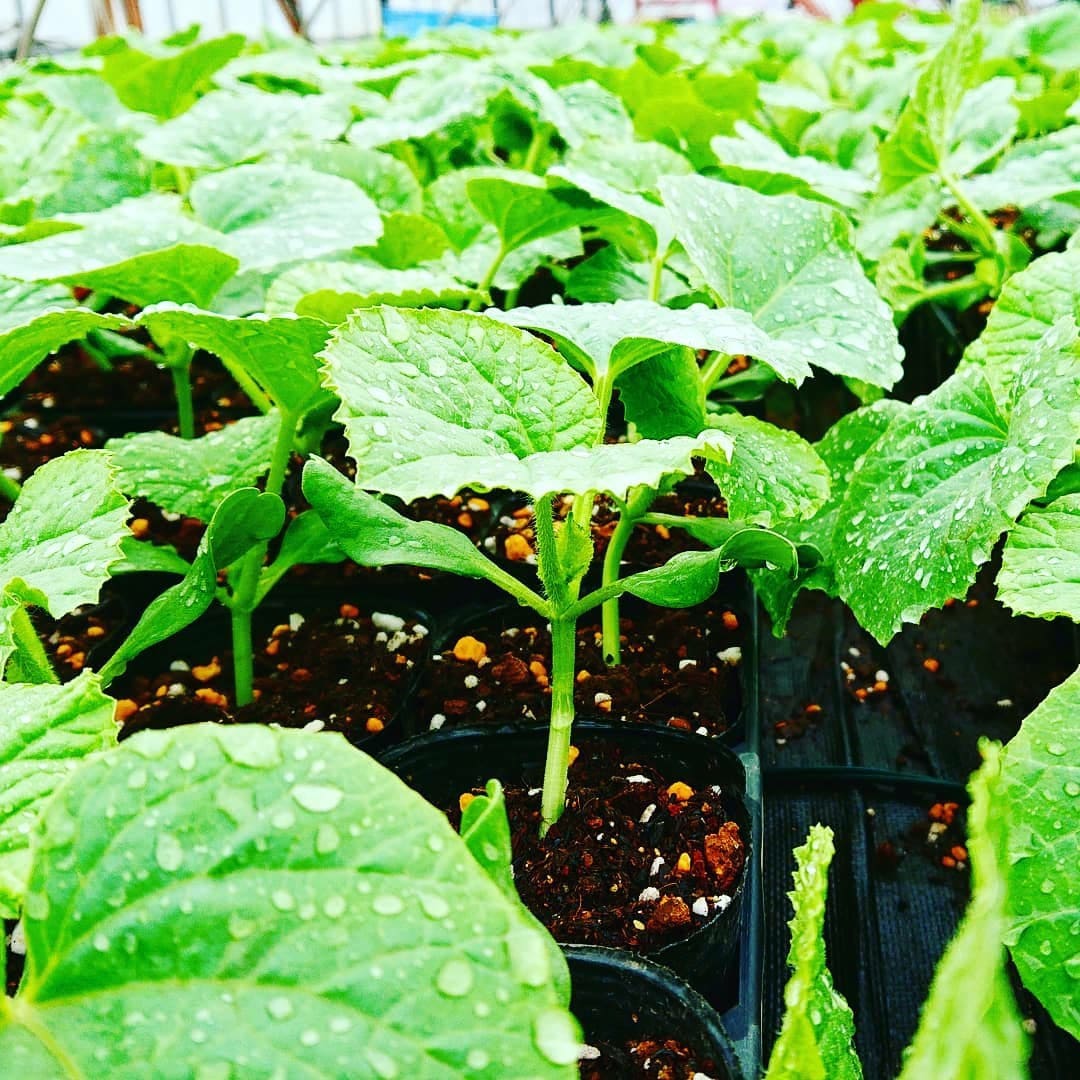 千葉県旭市こだわりづくしのマスクメロン通販　伊藤農園　なす