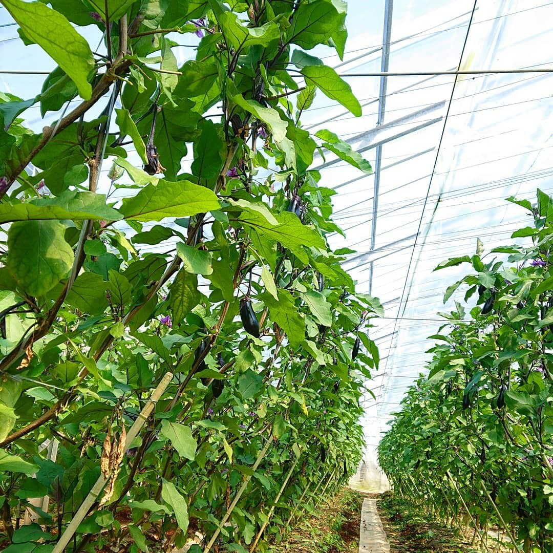 千葉県旭市こだわりづくしのマスクメロン通販　伊藤農園　ナス茄子