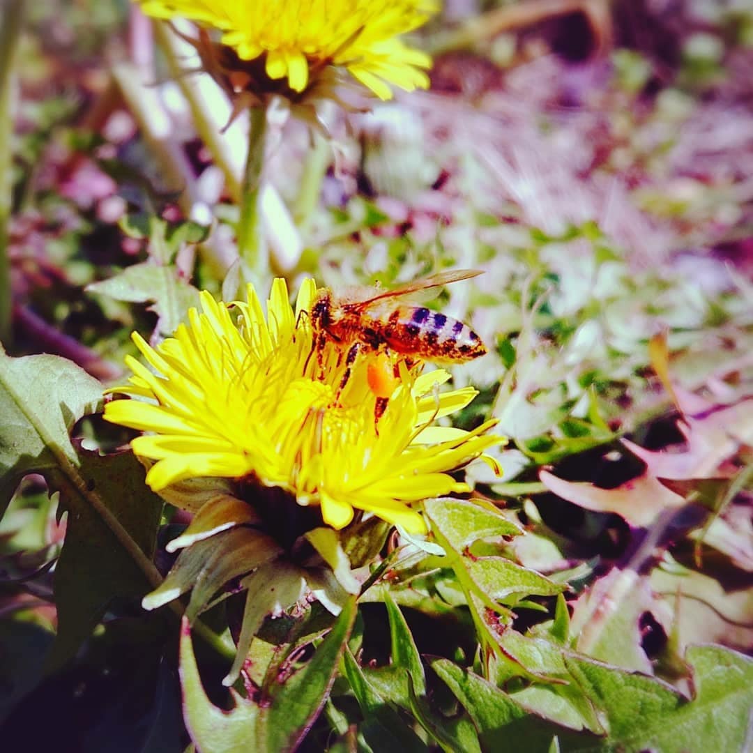 千葉県旭市こだわりづくしのマスクメロン通販　伊藤農園