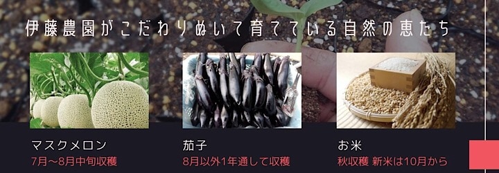 千葉県旭市こだわりづくしのマスクメロン通販　伊藤農園