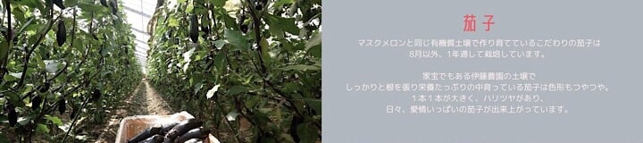 千葉県旭市こだわりづくしのマスクメロン通販　伊藤農園　茄子