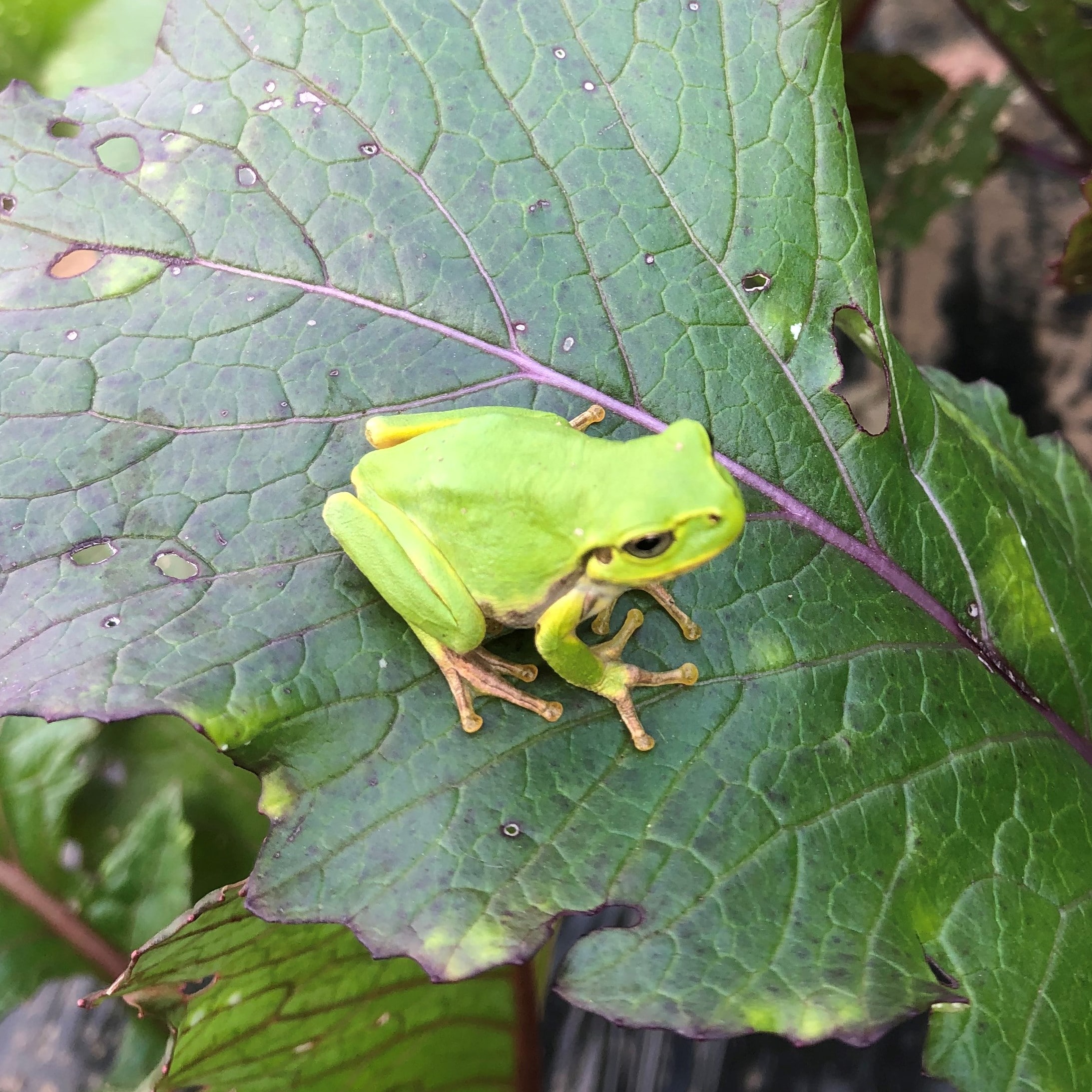 カラフル野菜通販 雲仙つむら農園 カエル かぶ