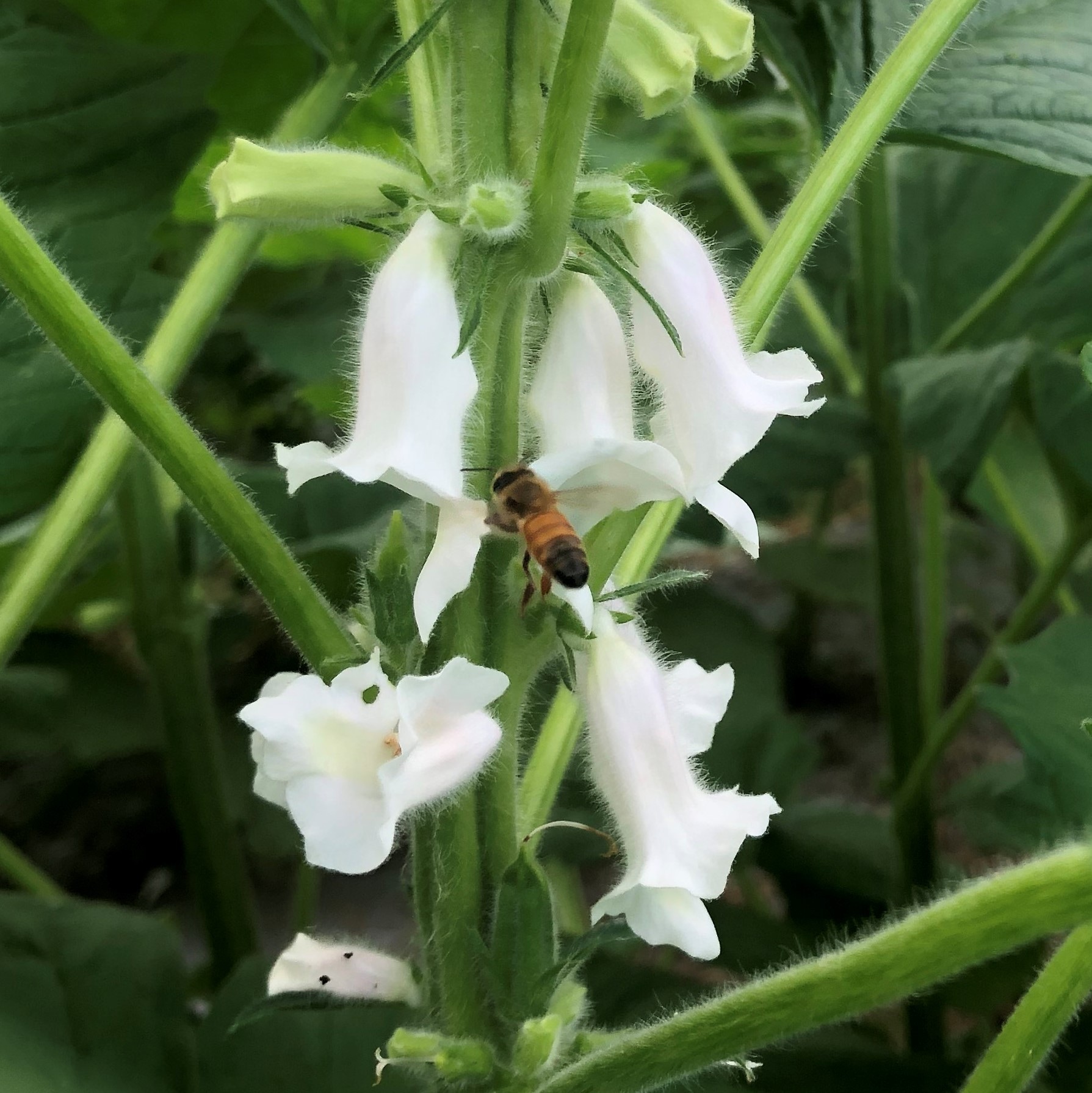 カラフル野菜通販 雲仙つむら農園 みつばち ゴマ