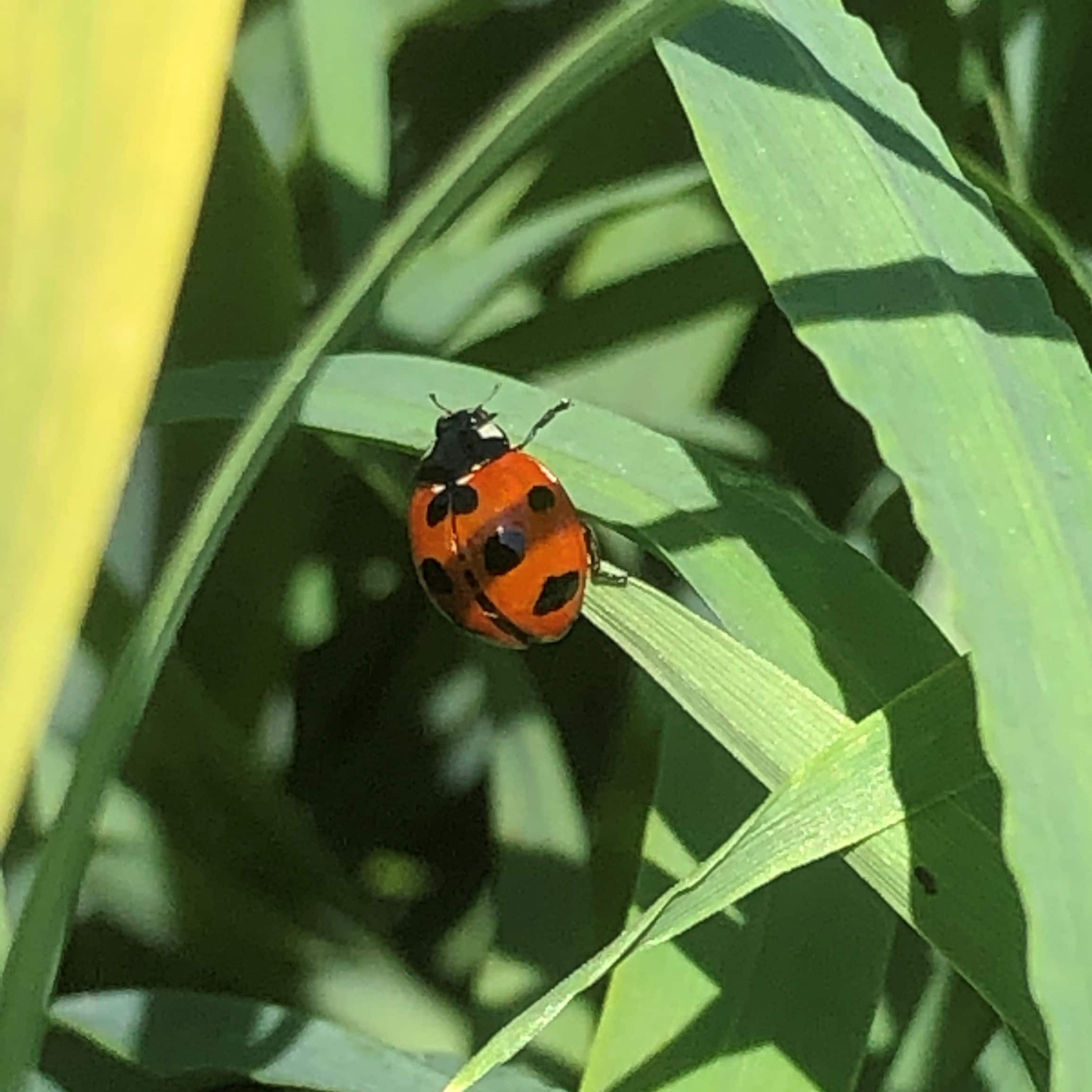 カラフル野菜通販 雲仙つむら農園 てんとう虫 マルチ大麦