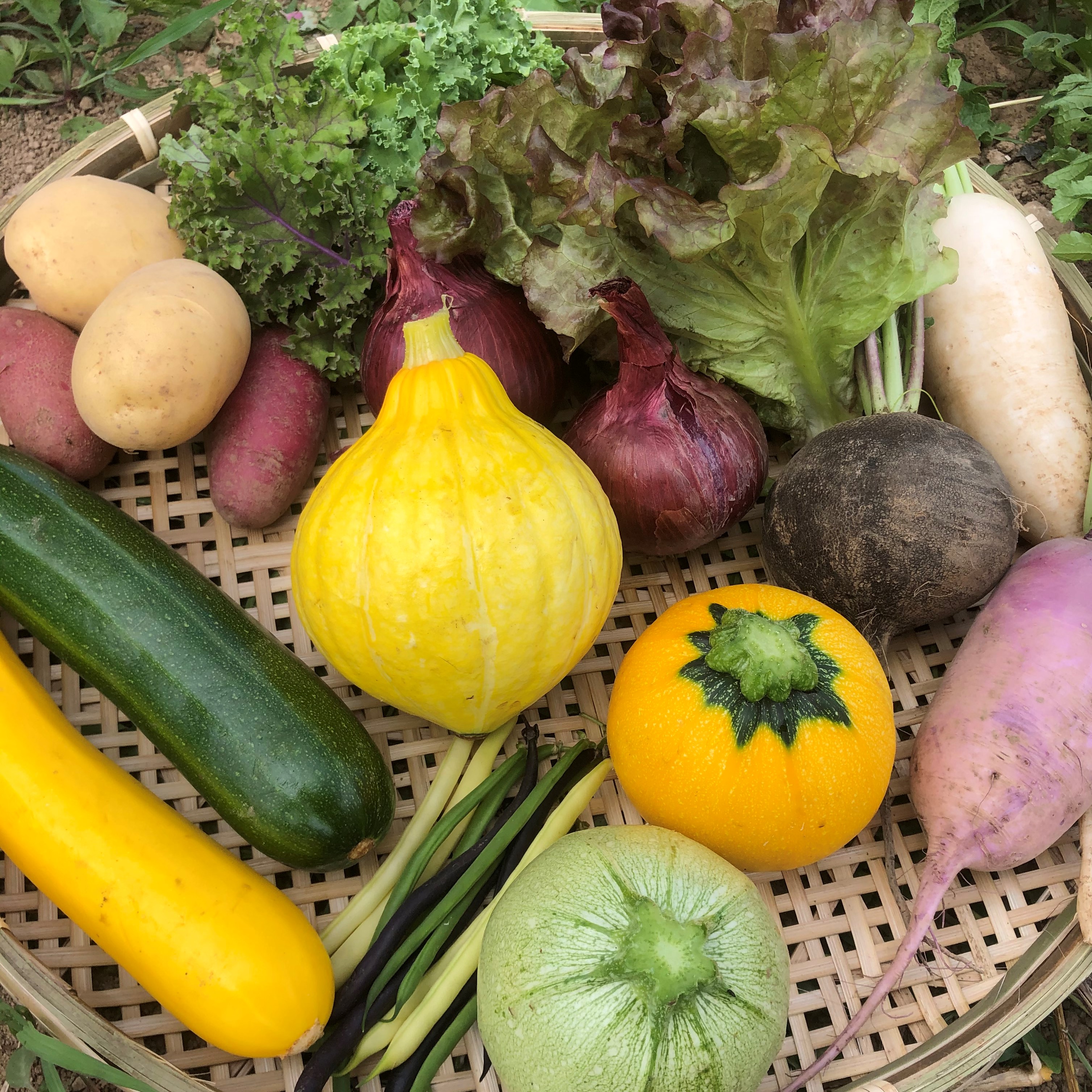 カラフル野菜通販 雲仙つむら農園 旬野菜 多品目栽培 旬野菜セット
