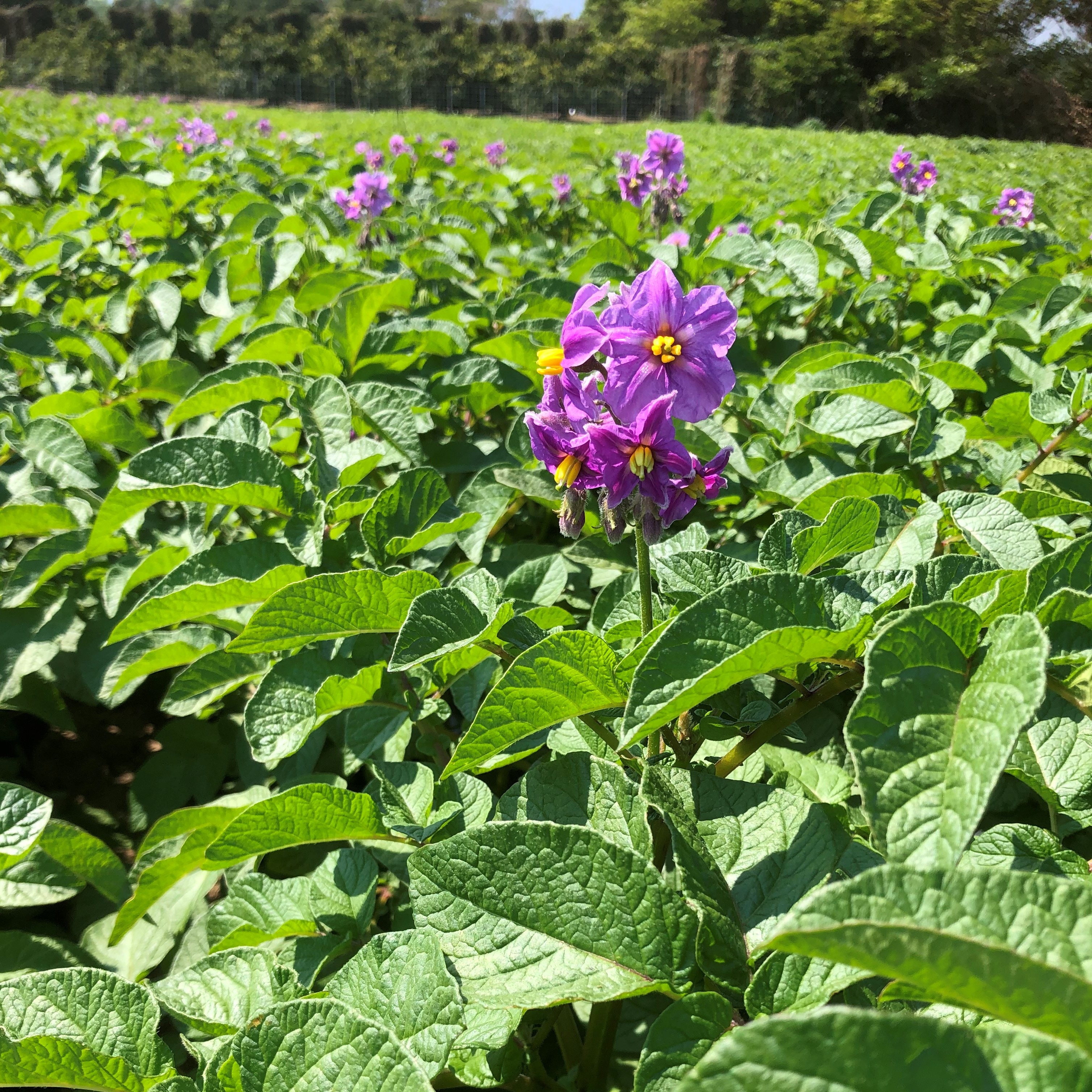 カラフル野菜通販 雲仙つむら農園 農業 じゃがいもの花