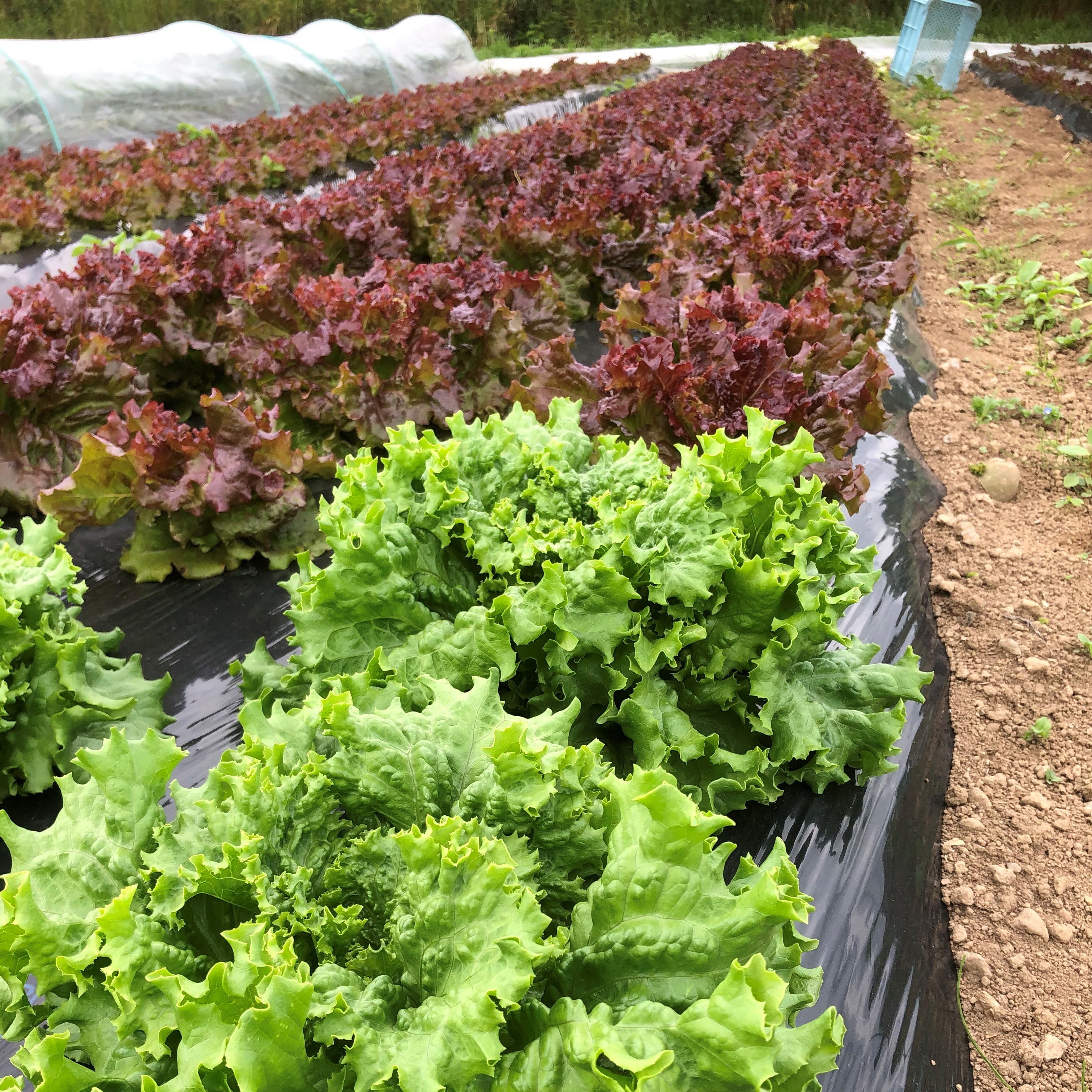 カラフル野菜通販 雲仙つむら農園 サニーレタス リーフレタス