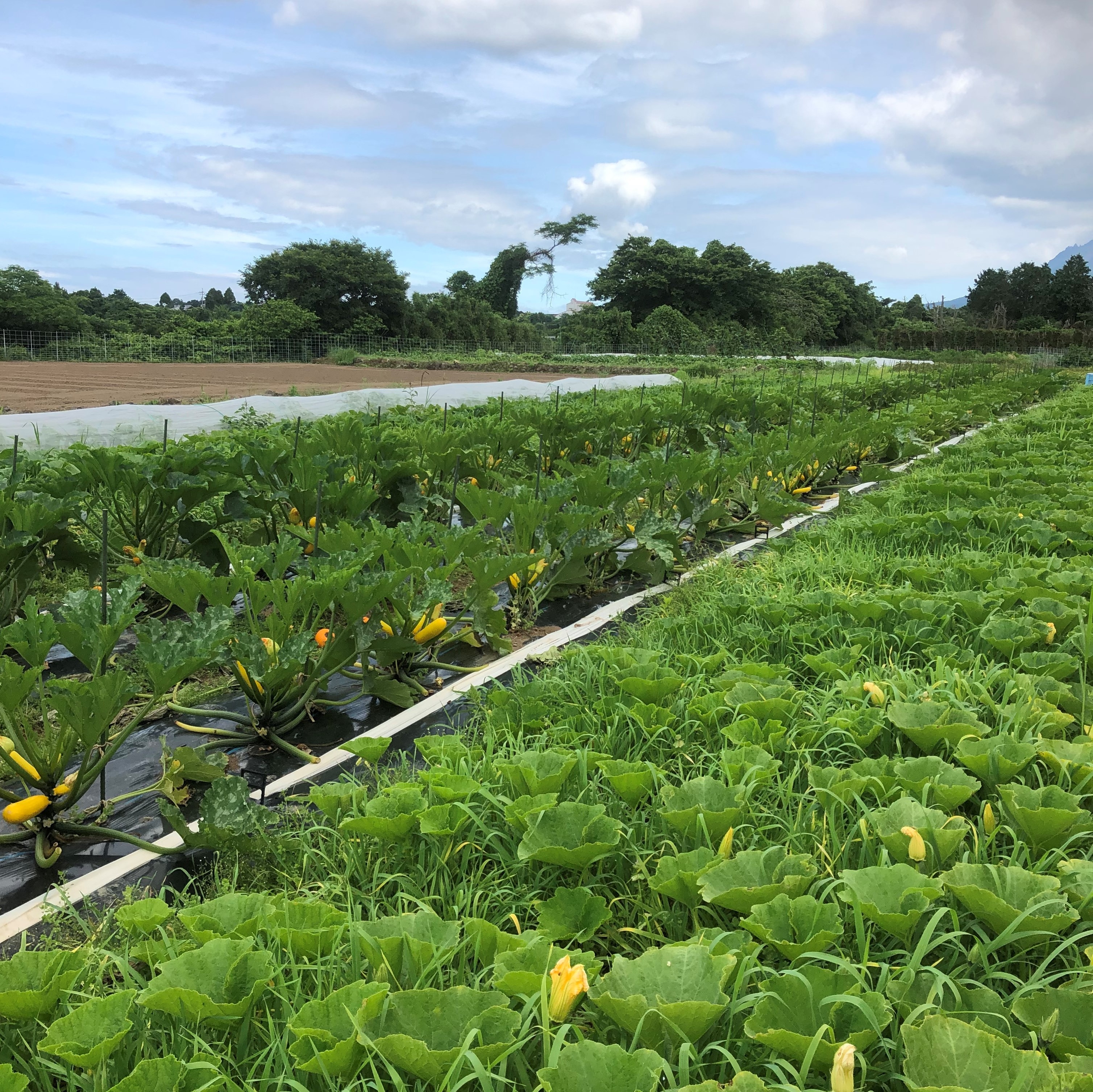 カラフル野菜通販 雲仙つむら農園 ズッキーニ　かぼちゃ　畑の風景