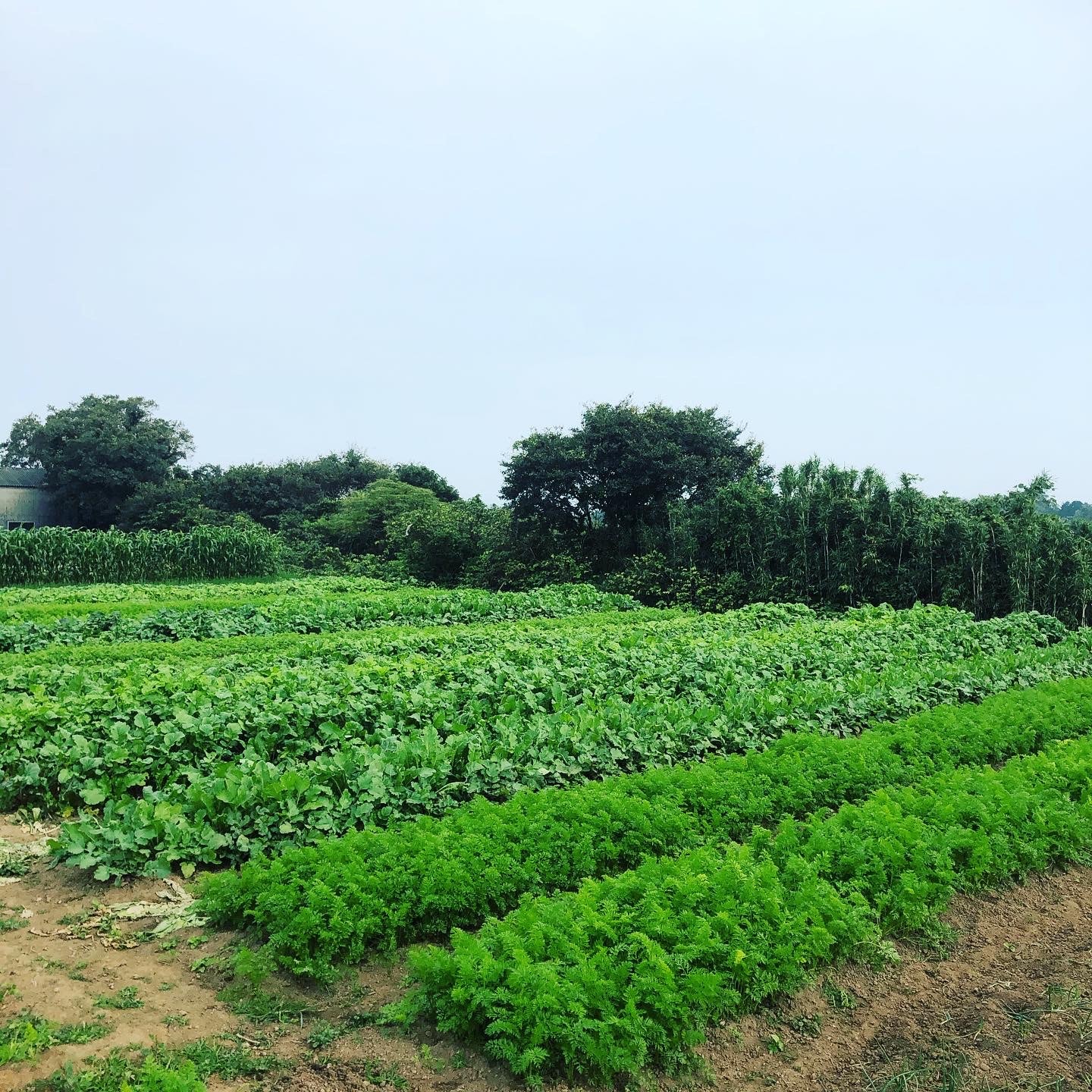カラフル野菜 無農薬野菜 無農薬野菜 通販 雲仙つむら農園 畑の風景 人参 大根 かぶ