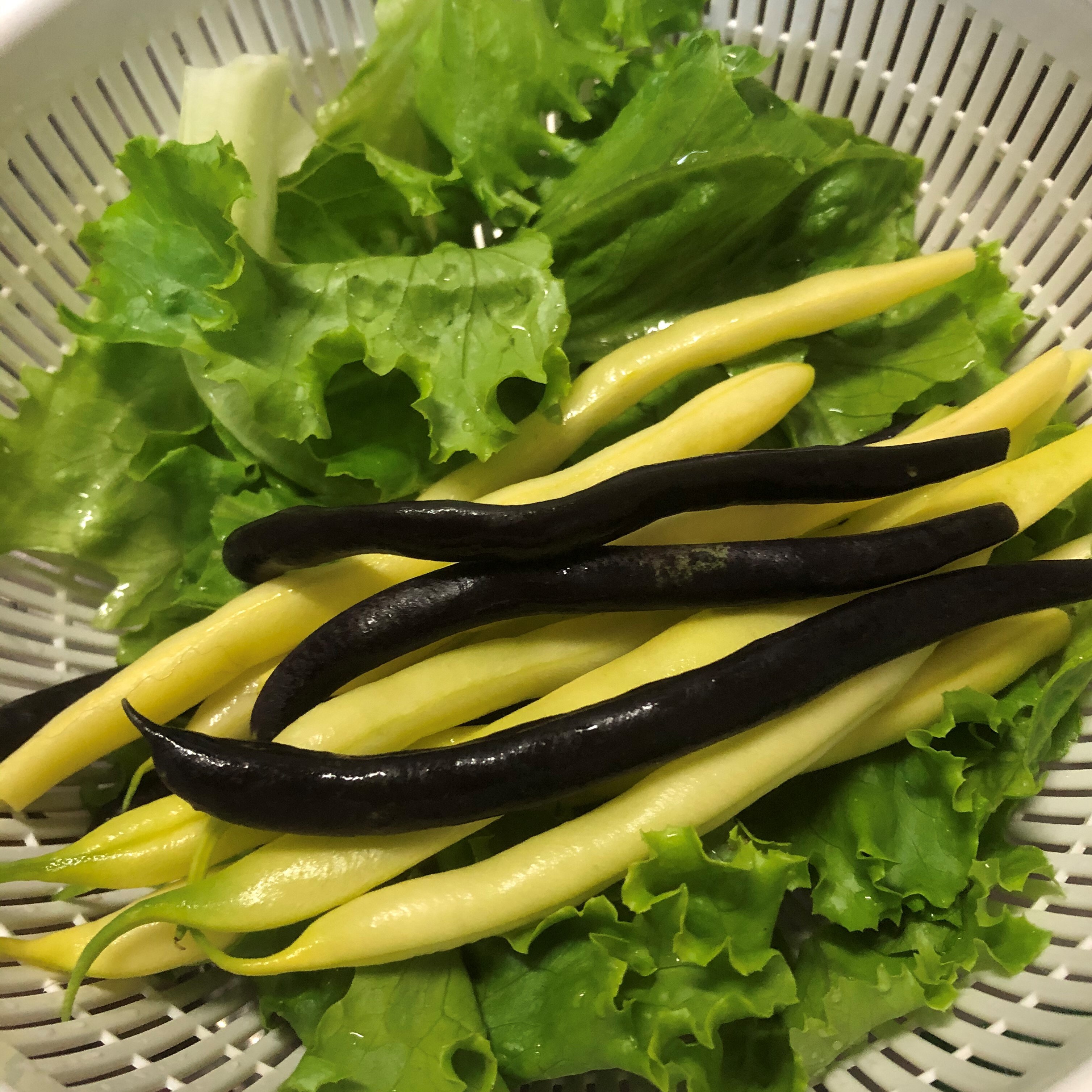 カラフル野菜通販 雲仙つむら農園 カラフルいんげん サラダ