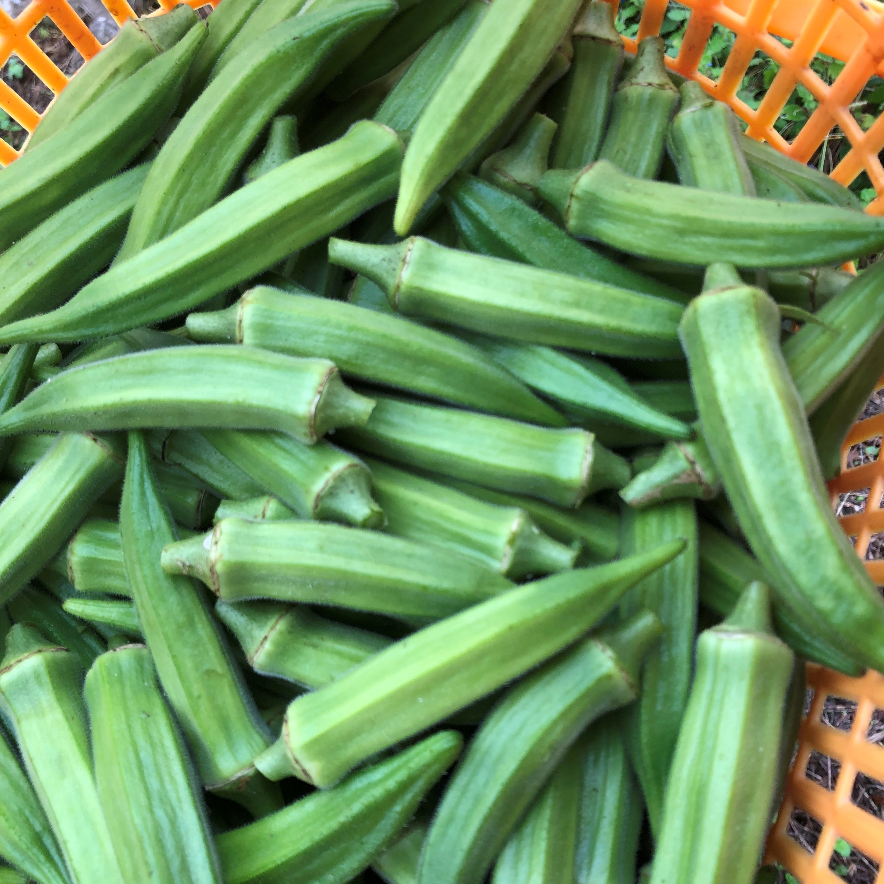 カラフル野菜 無農薬野菜 通販 雲仙つむら農園 オクラ 固定種 種どり野菜 収穫