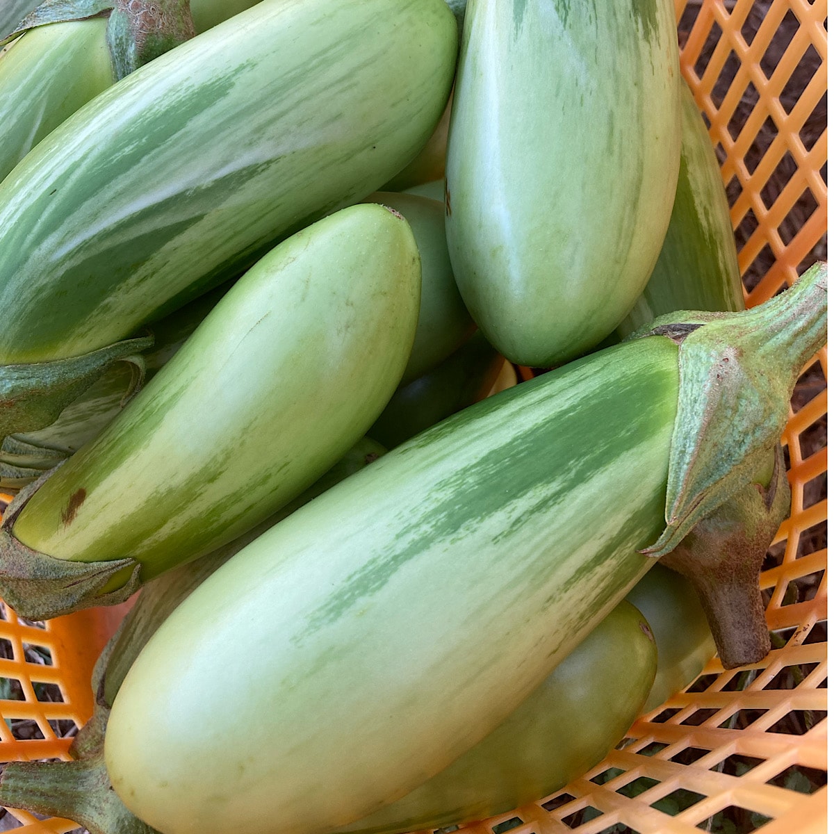 カラフル野菜 無農薬野菜 通販 雲仙つむら農園 青ナス 固定種 種どり野菜 収穫