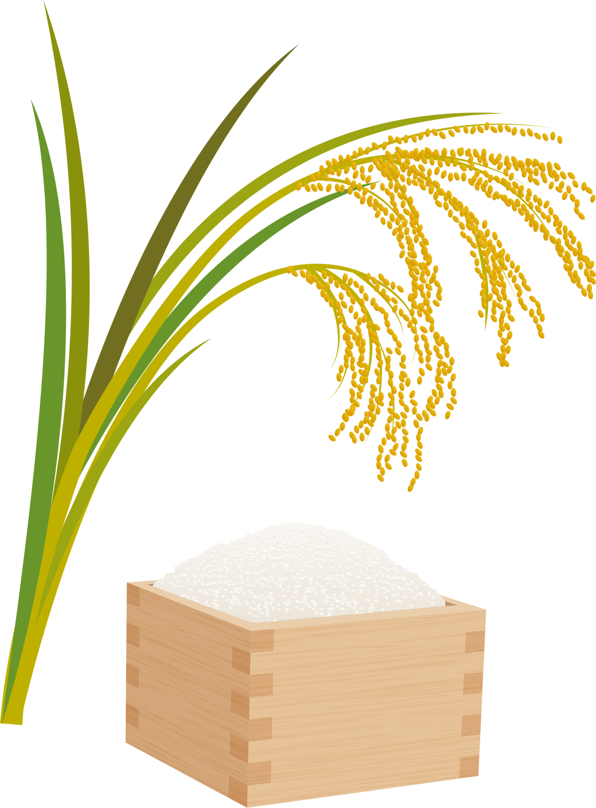 農家直送のいちじく通販｜井村食彩園　イチジク　無花果　通販　愛知県　農家直送　みかん　お米　井村食彩園