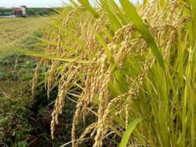 農家直送のいちじく通販｜井村食彩園　イチジク　無花果　通販　お米　愛知県　井村食彩園　農家直送