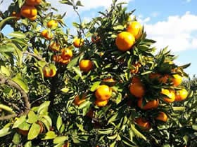 農家直送のいちじく通販｜井村食彩園　イチジク　無花果　通販　みかん　お米　井村食彩園　愛知県
