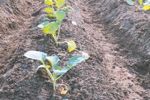 農家直送のいちじく通販｜井村食彩園　イチジク　無花果　通販　みかん　お米　井村食彩園　愛知県