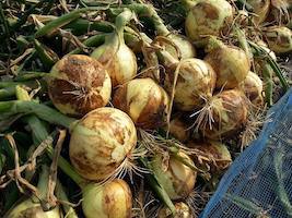 農家直送のいちじく通販｜井村食彩園　イチジク　無花果　通販　みかん　お米　井村食彩園　農家直送