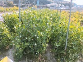 農家直送のいちじく通販｜井村食彩園　イチジク　無花果　通販　みかん　お米　井村食彩園　農家直送