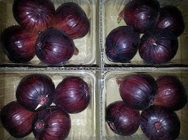 農家直送のいちじく通販｜井村食彩園　イチジク　無花果　通販　みかん　お米　井村食彩園　愛知県