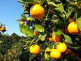 農家直送のいちじく通販｜井村食彩園　イチジク　無花果　通販　みかん　お米　井村食彩園　農家直送